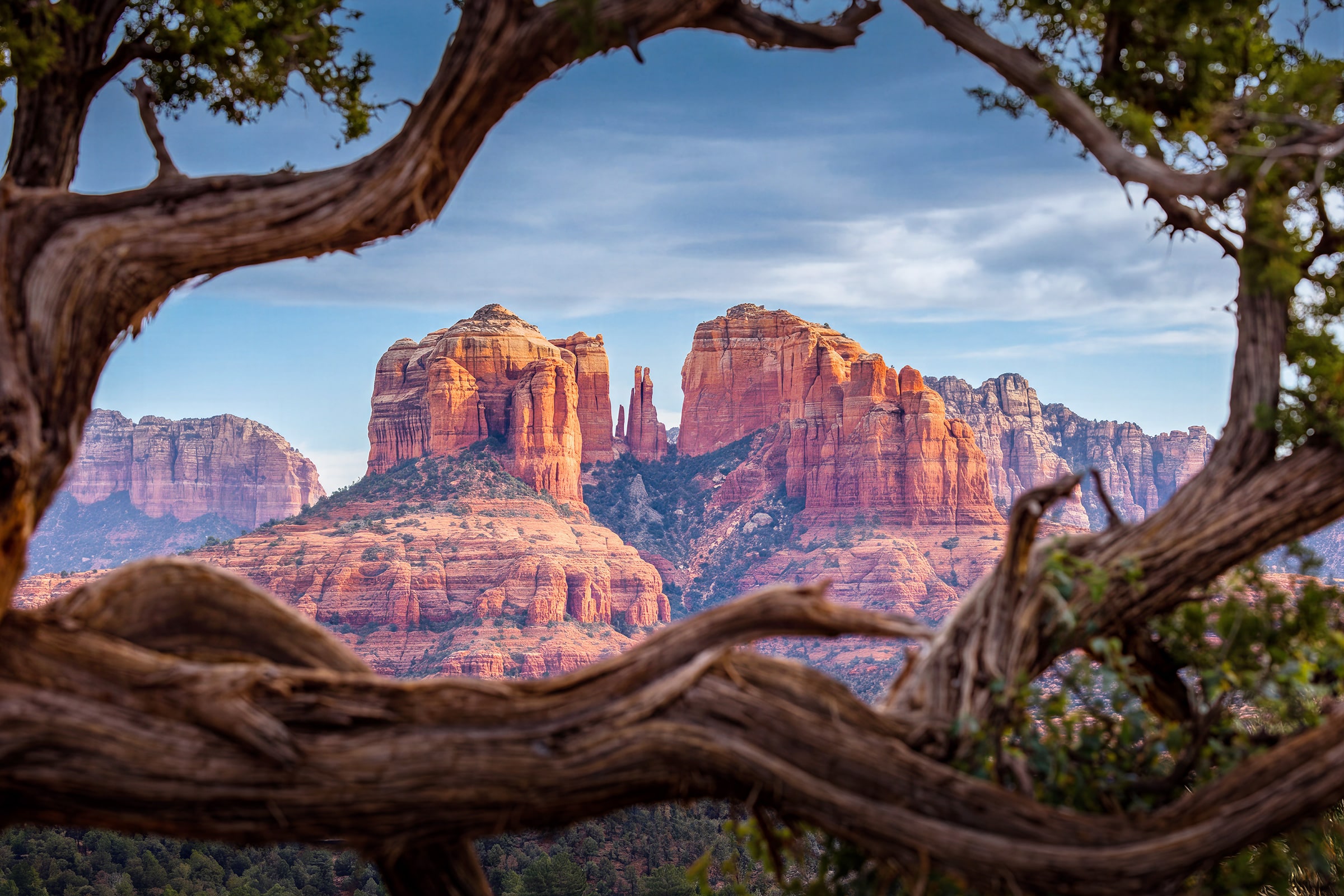 Fine art landscape photograph of Cathedral Rock in Sedona, Arizona, by Sarah L. Glabman, with massive weathered juniper branches framing towering red sandstone formations in warm sunlight under a soft blue sky.