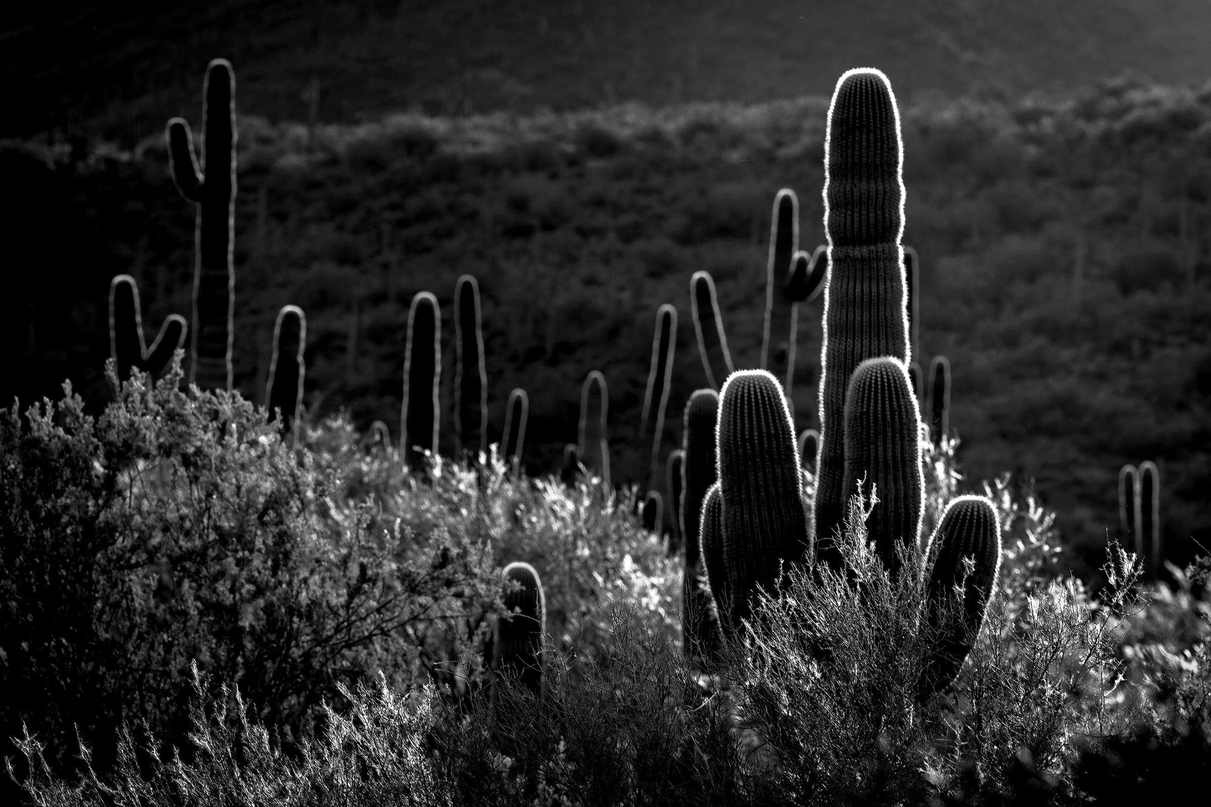 Black and white fine art photograph of backlit saguaro cacti in Cave Creek, Arizona, just before sunset, their spines outlined in silver light against a dark Sonoran Desert hillside.