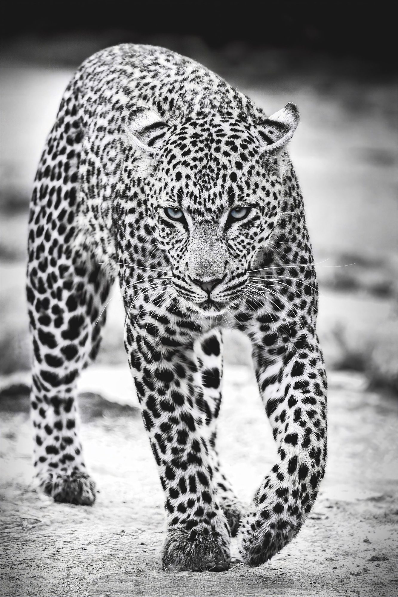 Eye of the Hunt, fine art print