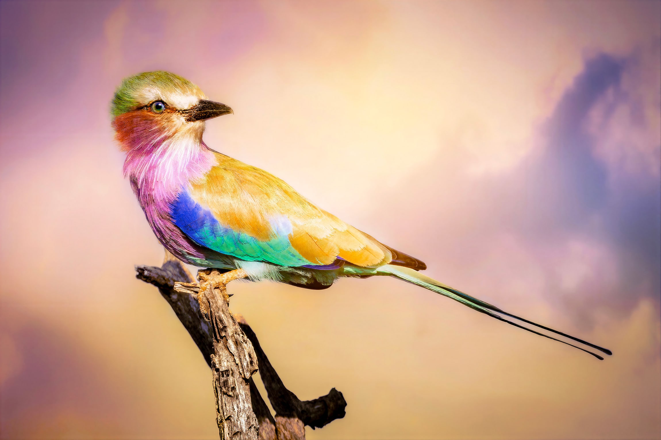 First Flight, fine art photography print by Sarah L Glabman
