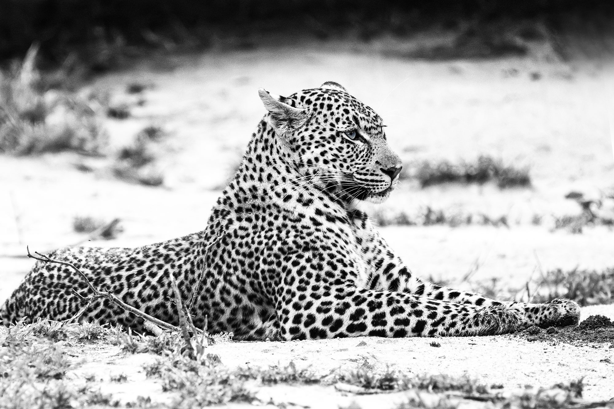 Silent Sovereign - female leopard, Mala Mala Game Reserve - SLG Masterworks