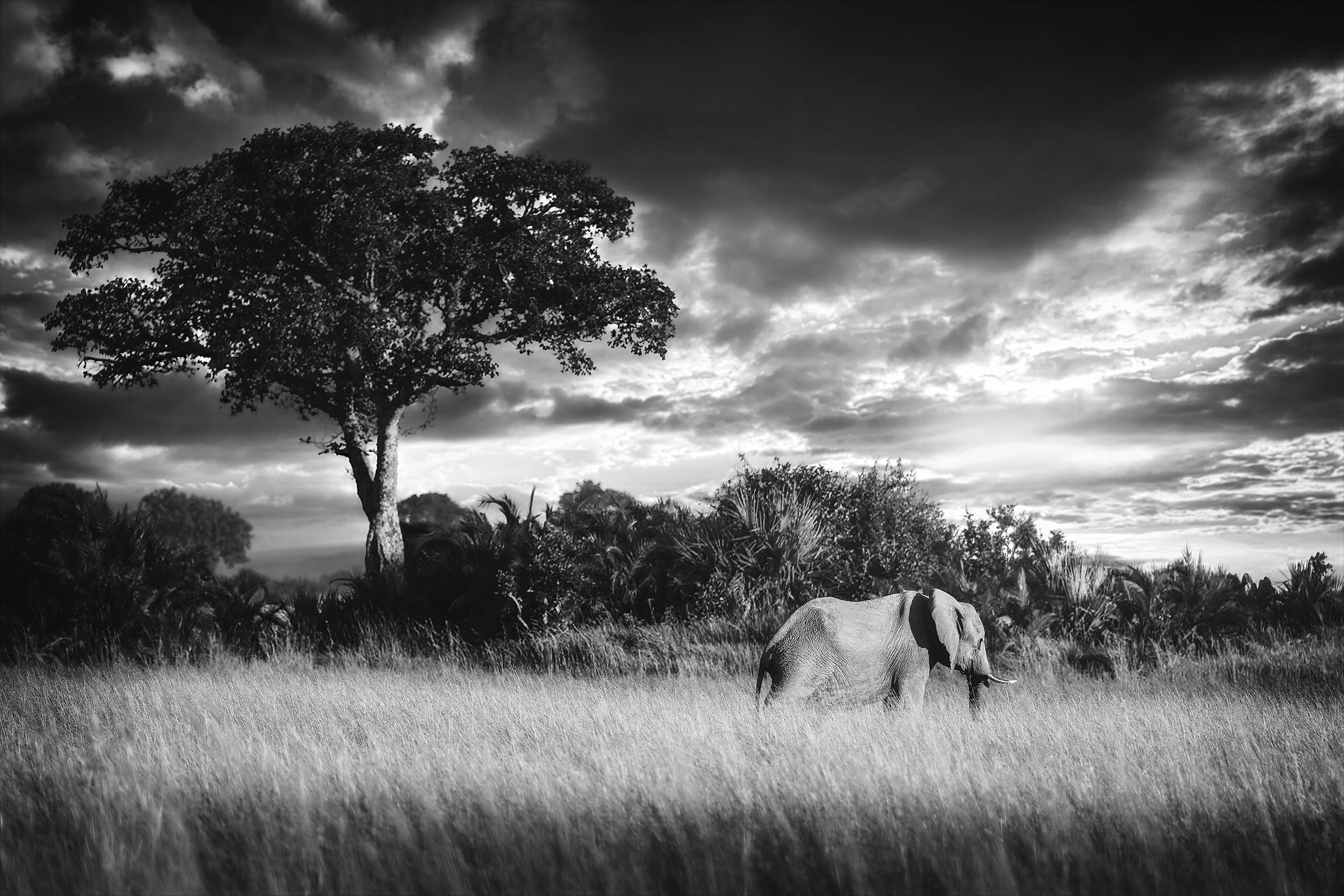 Black and white fine art photograph of an African elephant walking through tall grasses in Botswana just before sunset, beneath a dramatic cloud-filled sky with a large African tree rising in the background, photographed by Sarah L. Glabman for the SLG.Art Wildlife Collection.