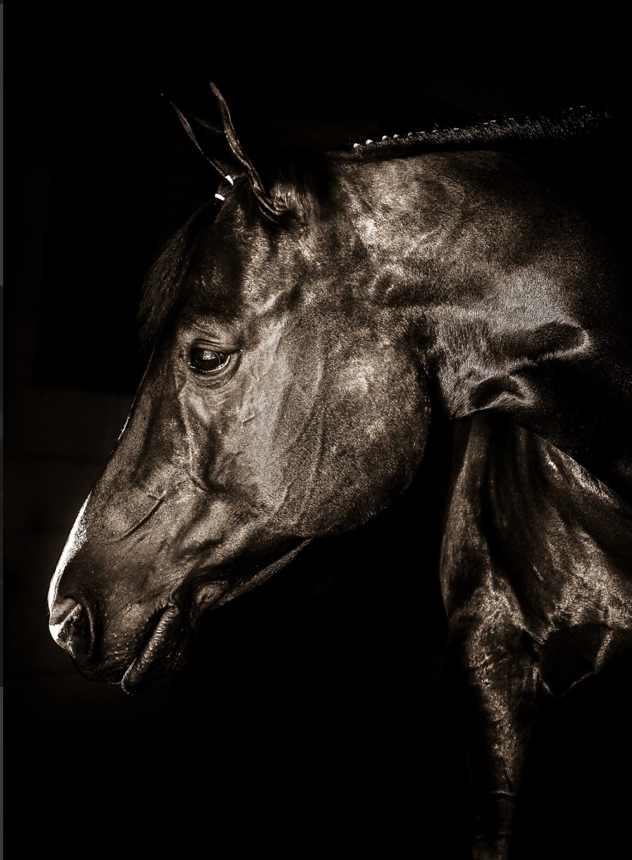 Majesty, fine art print