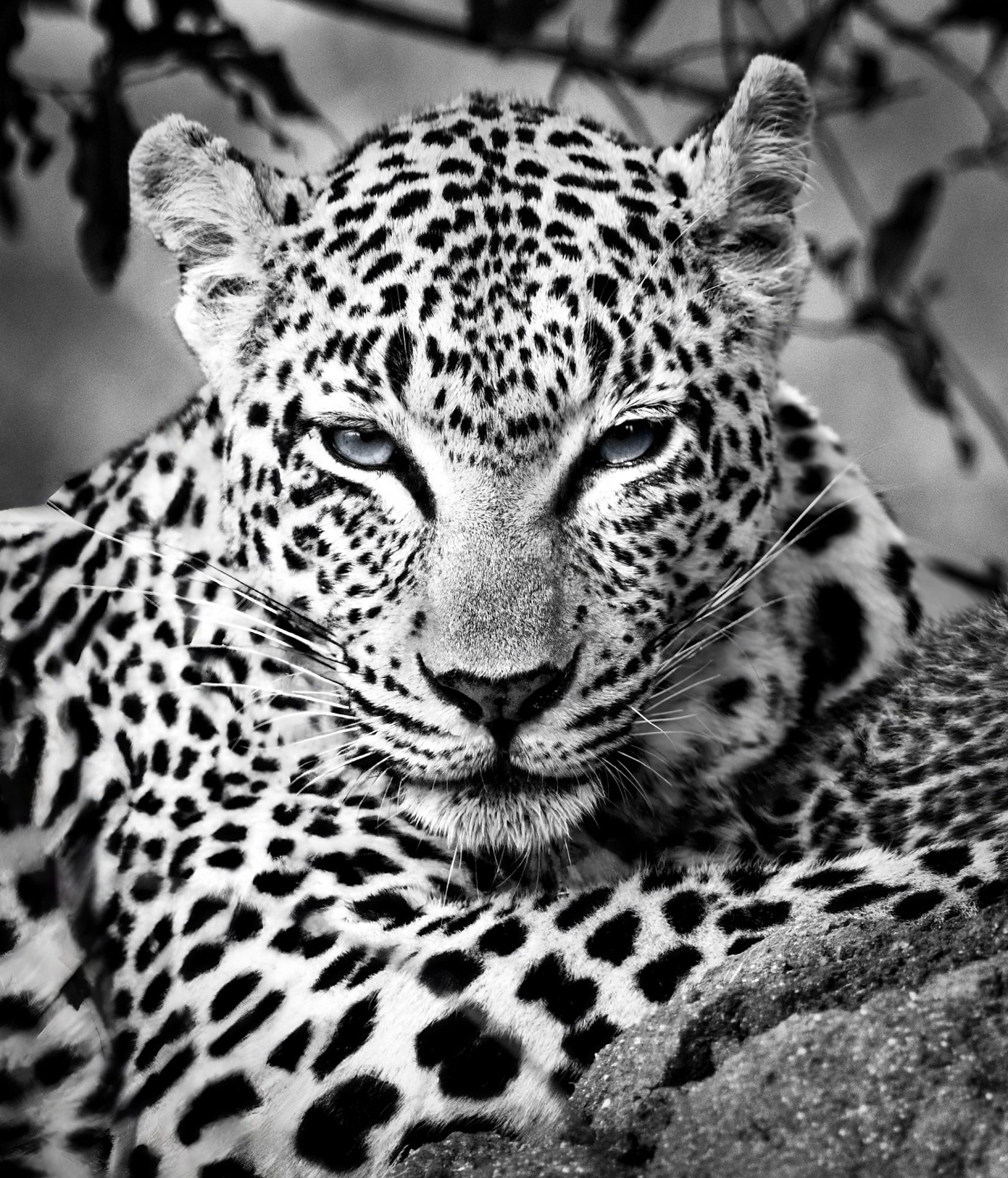 MAMA Blue, fine art print