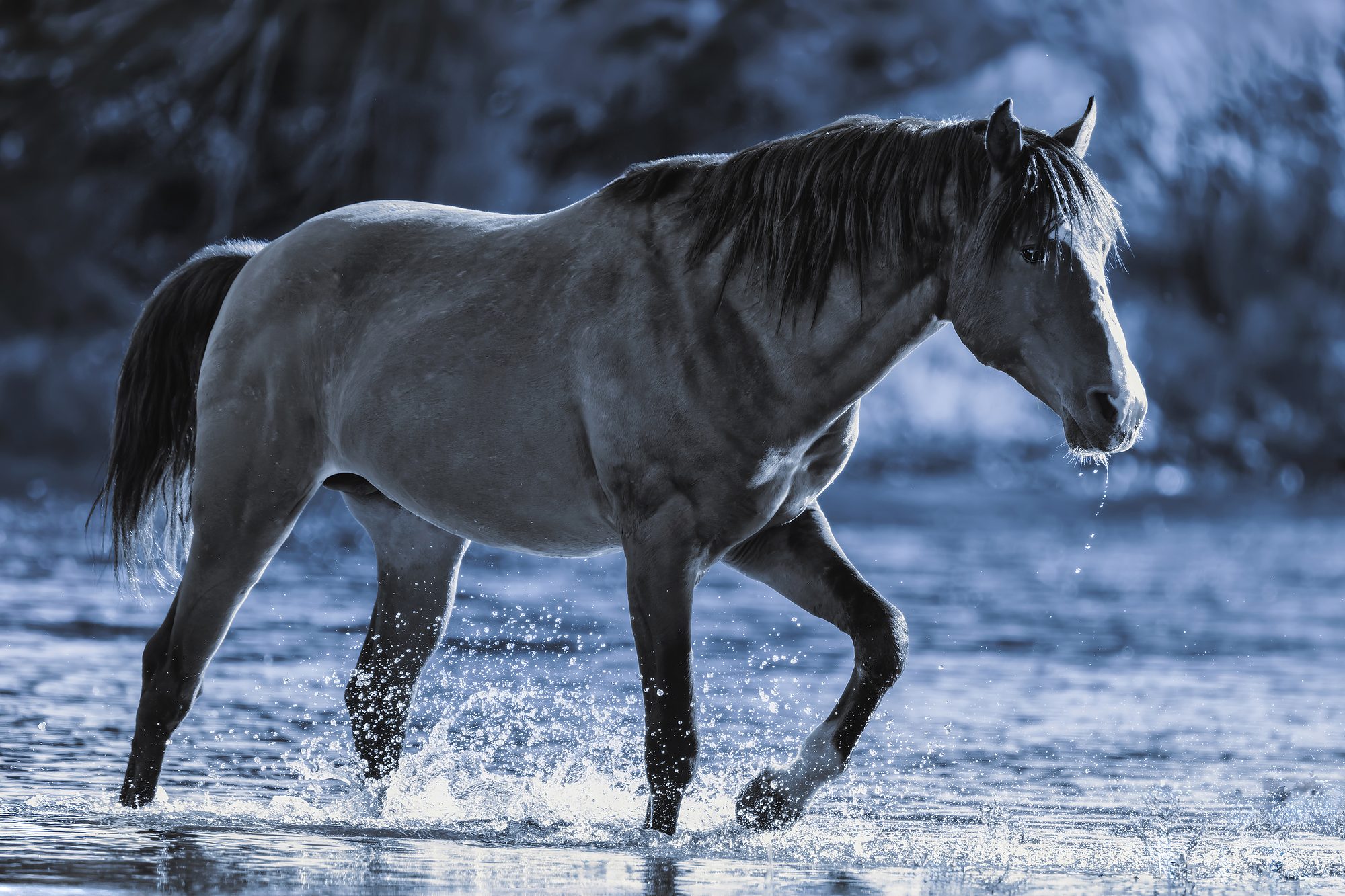 River of Freedom, fine art print
