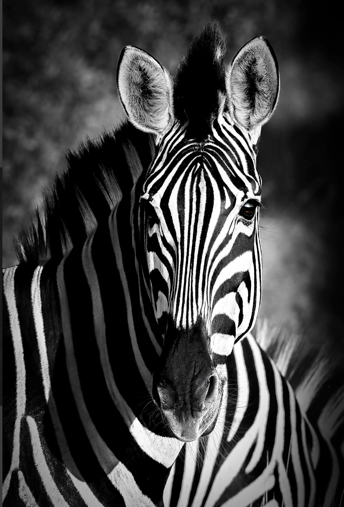 Silent Focus, fine art print