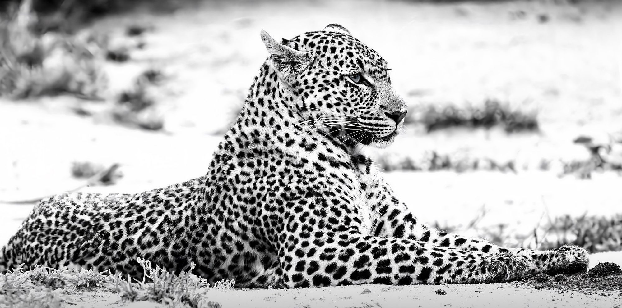 Silent Sovereign, fine art print