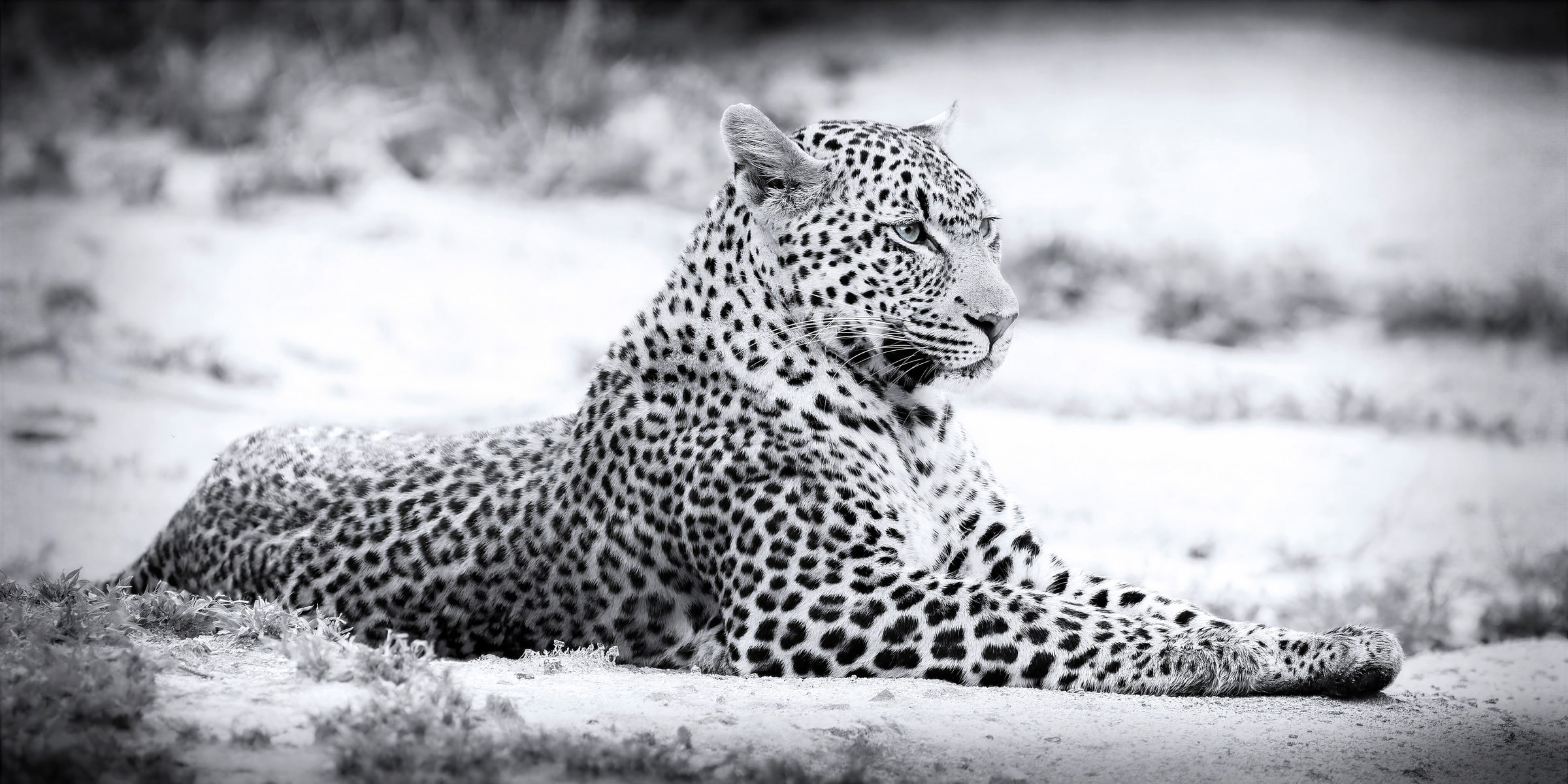 What makes a photograph fine art: Silent Sovereign leopard