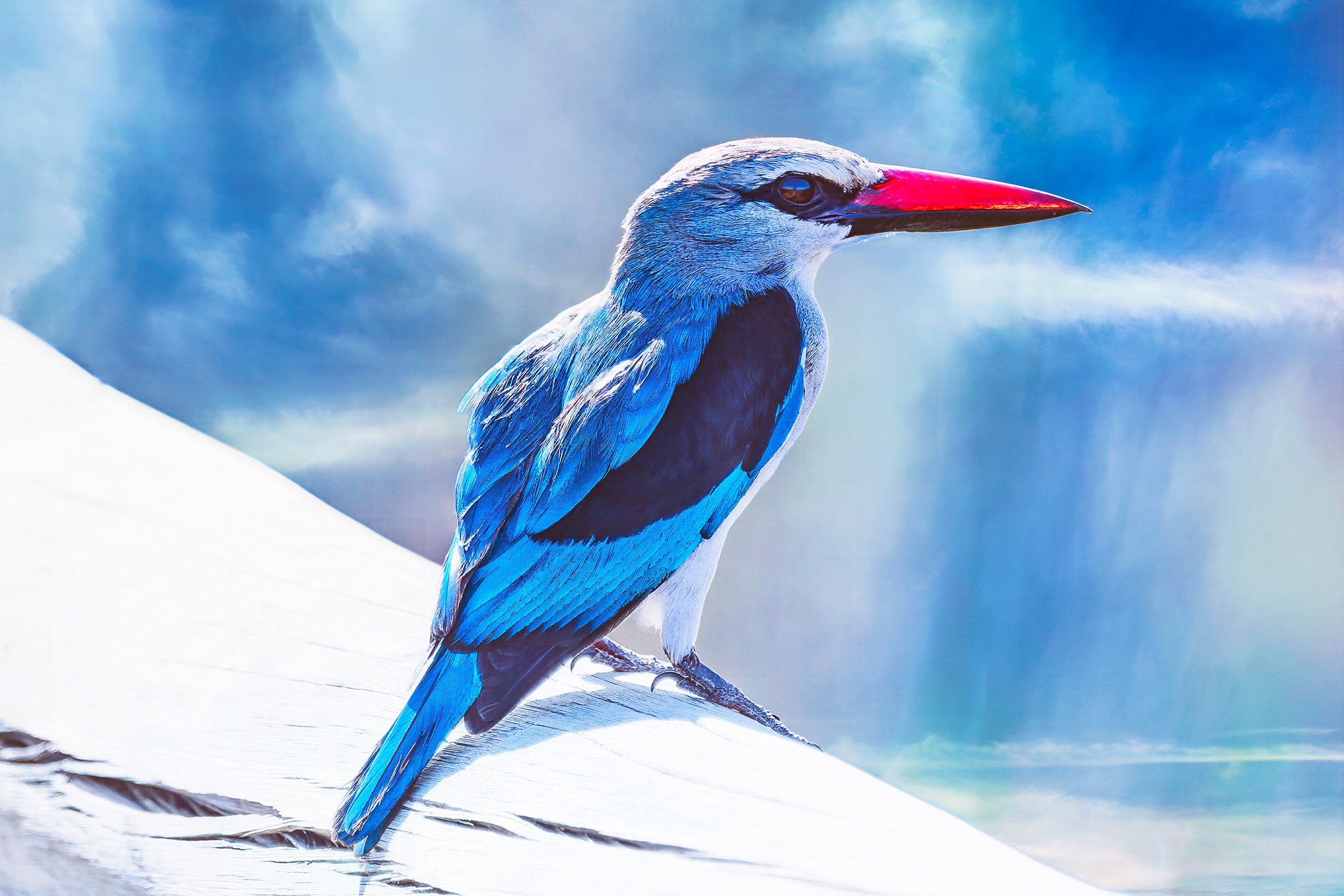 Fine art portrait of a Woodland Kingfisher photographed in Botswana, Africa, featuring brilliant turquoise-blue plumage, a vivid red and black bill, white head and dark eye markings against a soft blue background. The Blue King by Sarah L. Glabman is part of the SLG.Art Collectors Reserve African wildlife photography collection.