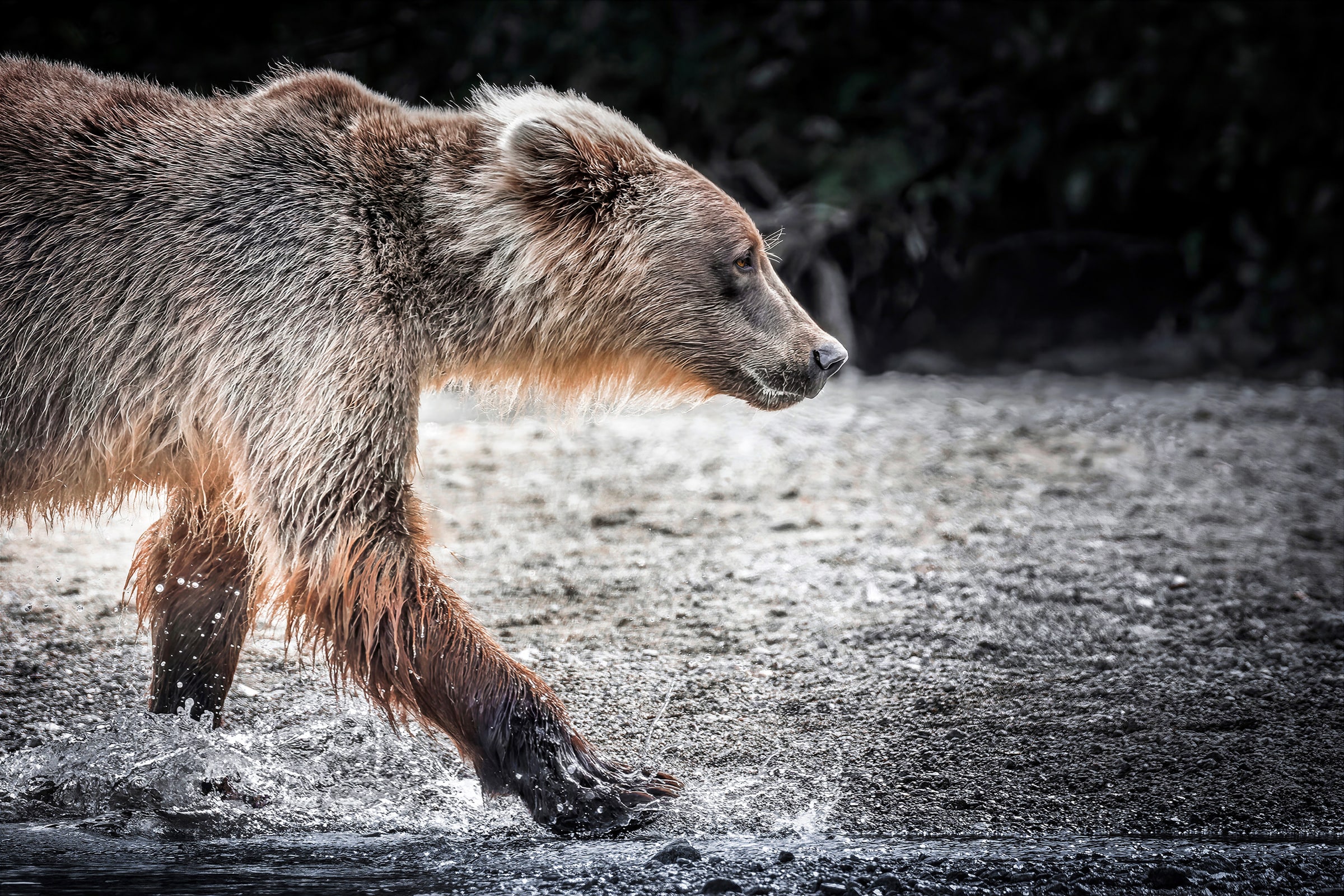Fine art photograph of a large Alaska brown bear walking through shallow water at Crescent Lake in Lake Clark National Park and Preserve, Alaska. The bear is captured in profile mid-stride with water splashing beneath its paw, wet textured fur illuminated against a dark wilderness background. Photographed by Sarah L. Glabman.