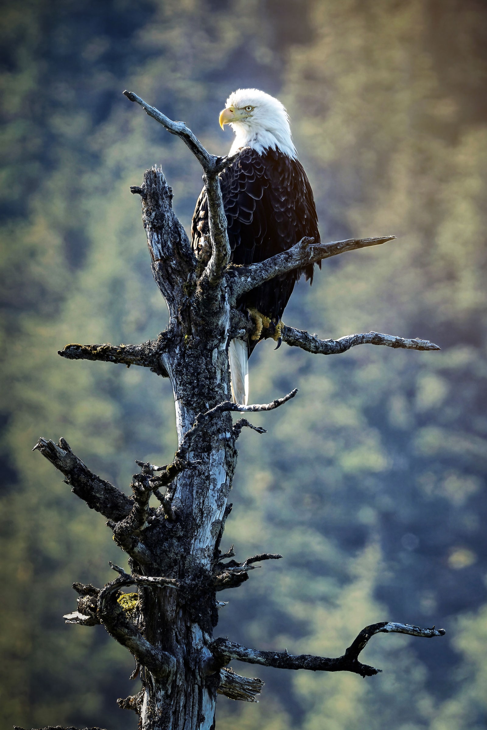 Fine art portrait of a bald eagle perched high on a weathered tree in Prince William Sound, Alaska, photographed by Sarah L. Glabman. Soft natural light illuminates the eagle's white head and dark feathers while the distant Alaskan wilderness falls into a painterly, muted background, creating an elegant portrait-inspired interpretation of one of America's most iconic birds.