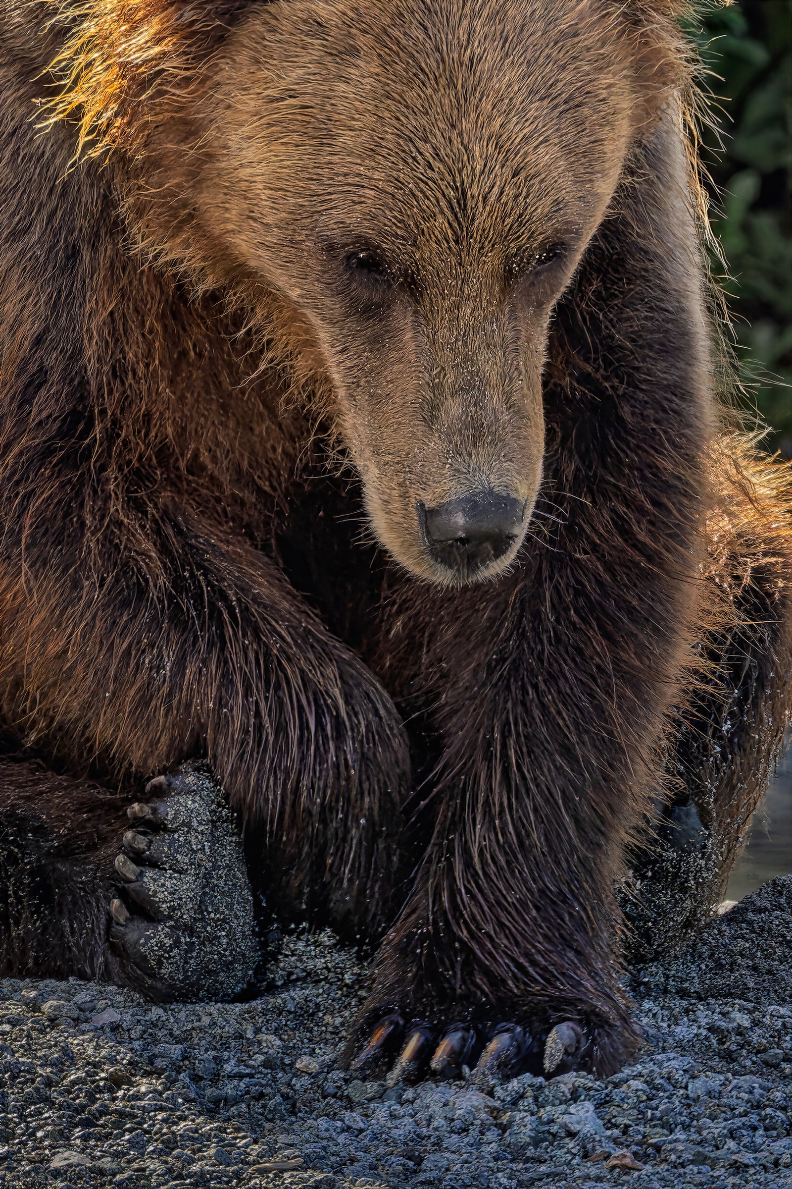 The Gentle Giant, fine art print