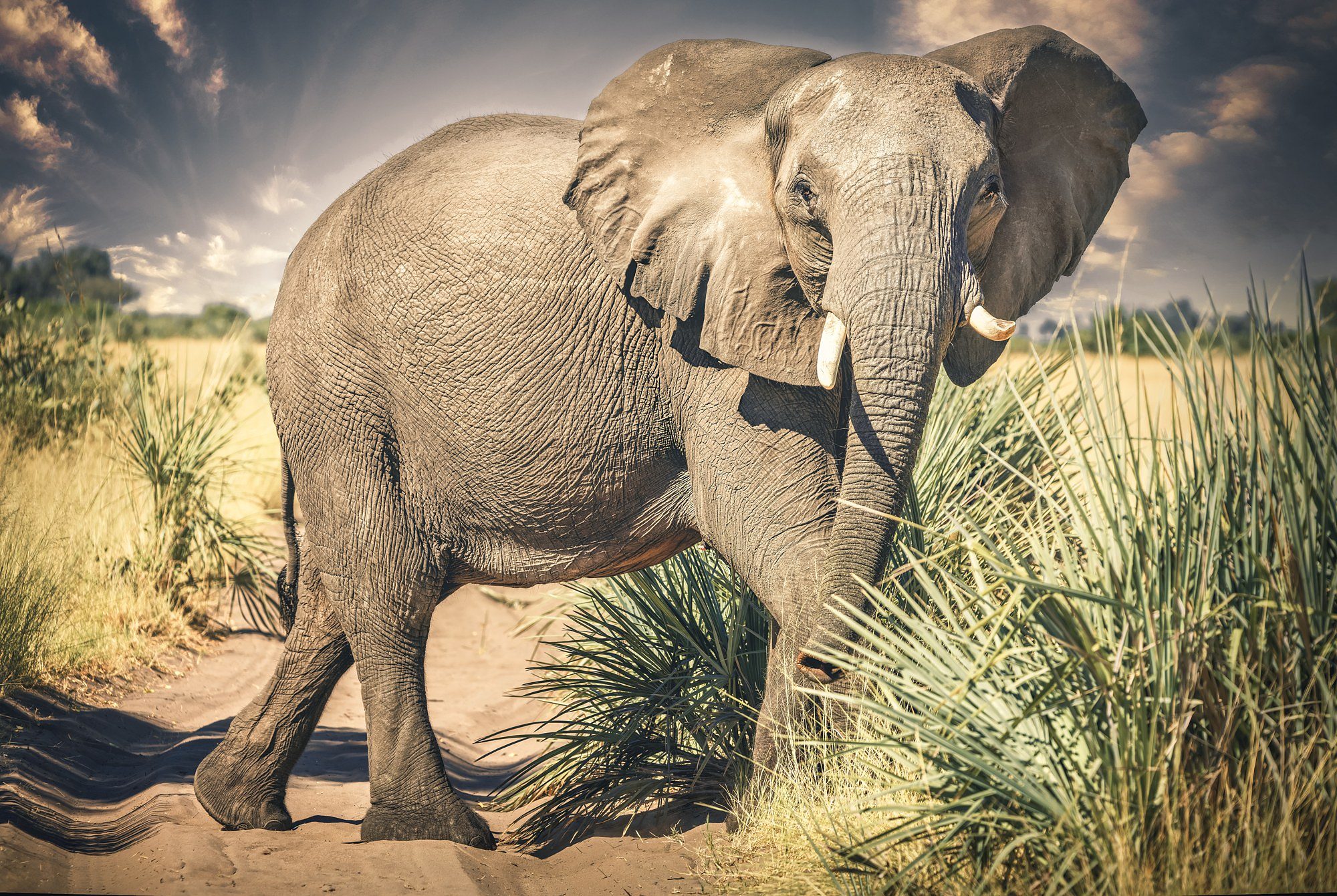 The Grand Dame, fine art print
