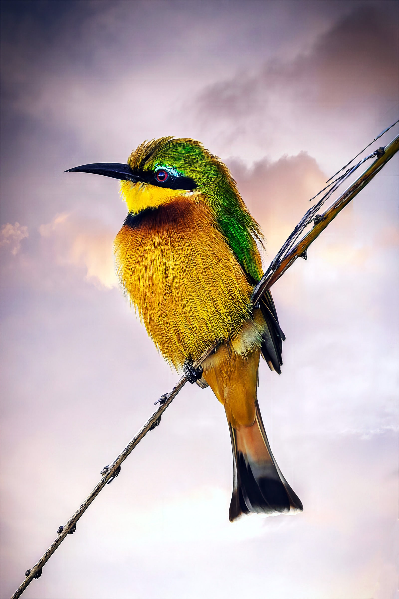 Fine art wildlife portrait of a colorful little bee-eater perched on a slender branch in Botswana, Africa, photographed by Sarah L. Glabman. The small African bird displays brilliant golden-yellow plumage, emerald green feathers, turquoise accents and a dark eye mask against a soft pastel sky.