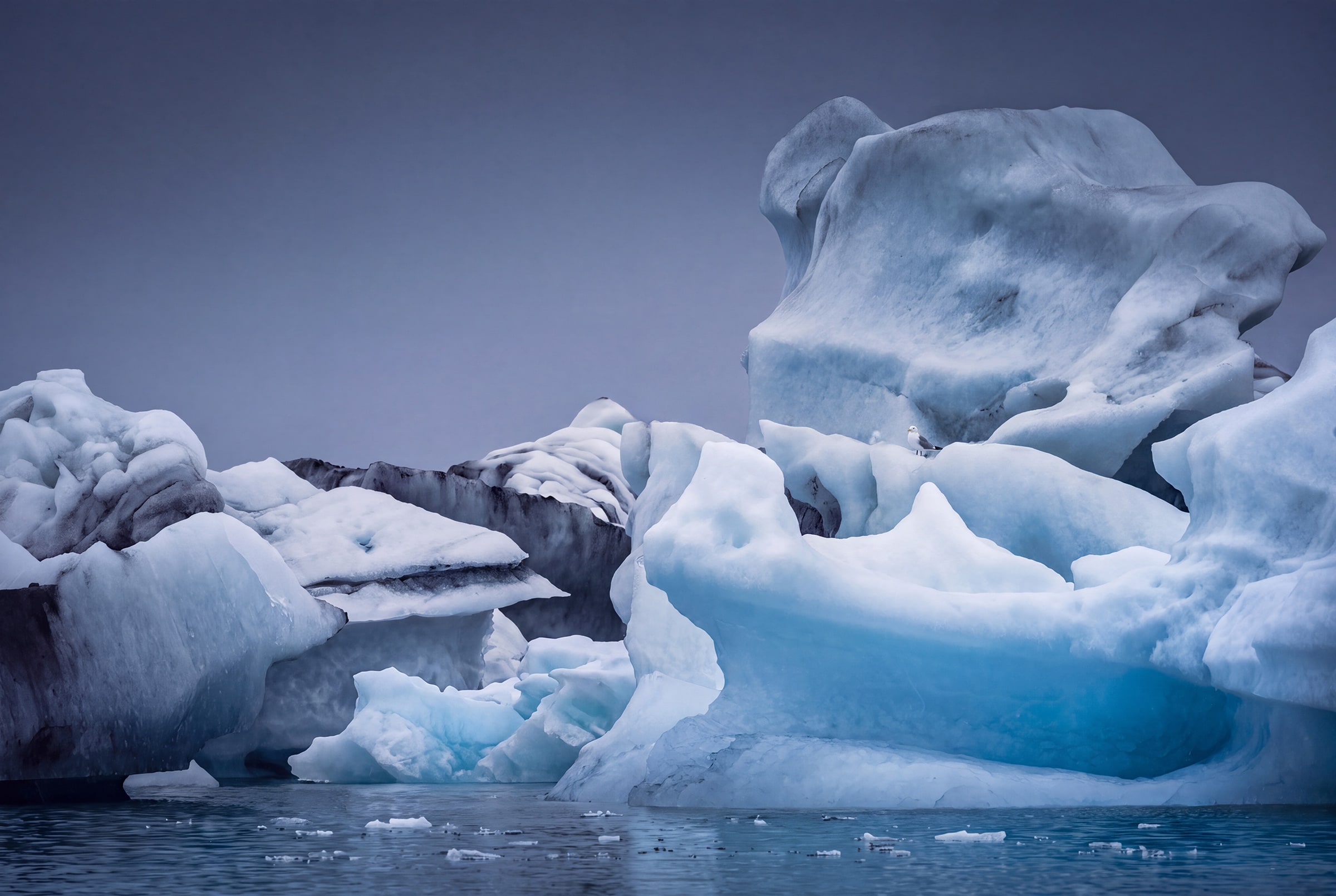Towering sculptural blue and white icebergs at Jökulsárlón Glacier Lagoon, Iceland, with a solitary seabird resting on an icy ledge beneath a muted lavender-gray sky.