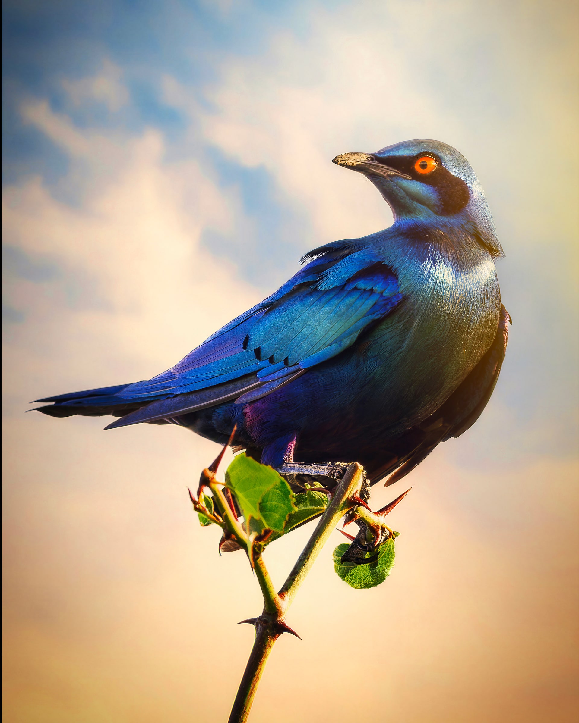 The Sentinel, fine art print