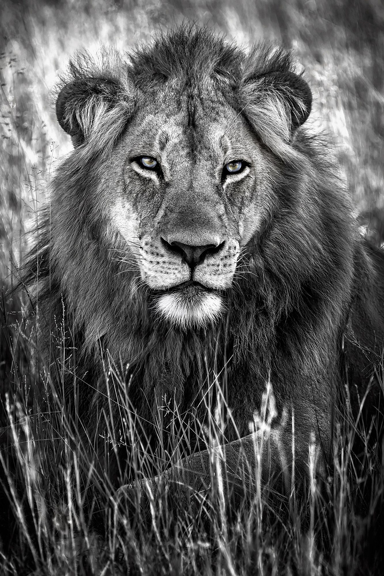 Through His Eyes, fine art print